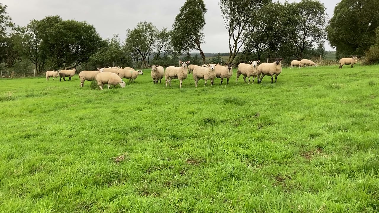 Is it cost-effective to finish lambs on concentrates?
