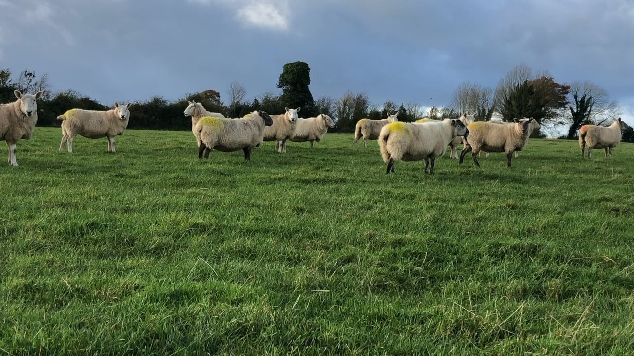 Closing up ground to ensure grass is available for next spring