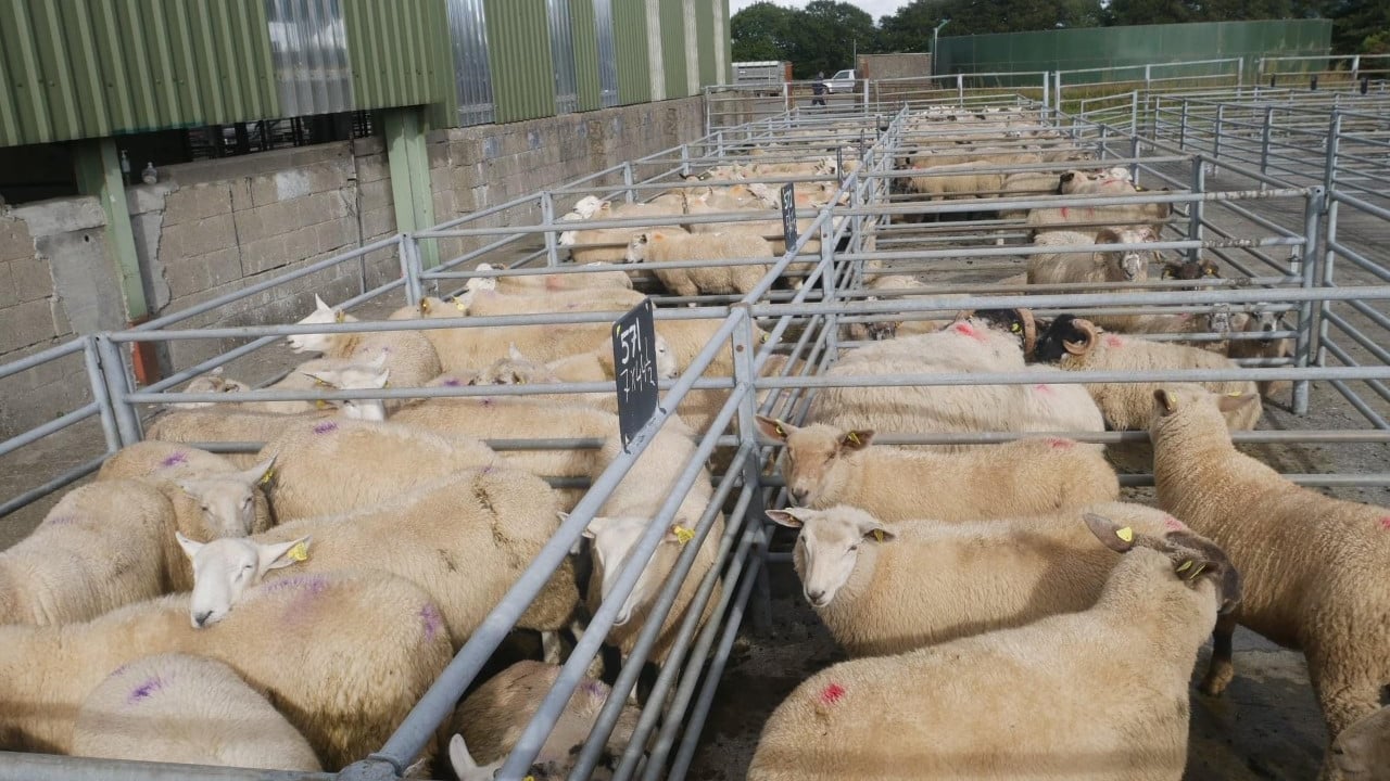 Image source: Blessington Mart