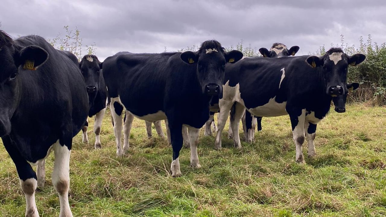 High EBI 'virtual sale' returns to Cashel Mart this Friday