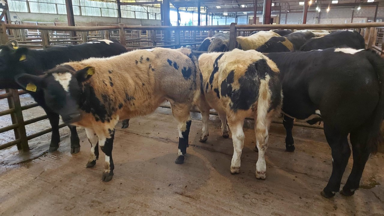 Factors to consider when preparing weanlings for sale