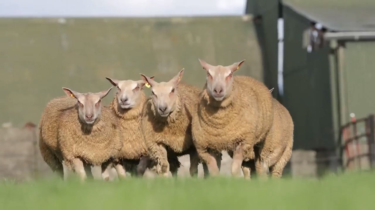 Slick Chix Production Sale sees prices top €3,300 for a ewe lamb