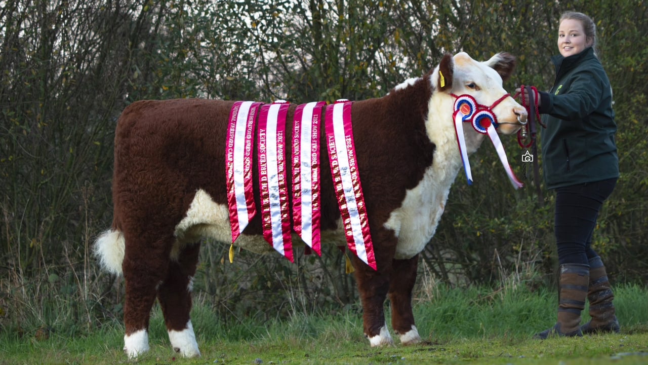 Lot 4: Herberry 1 Lucy-Ray sold for €9,000
