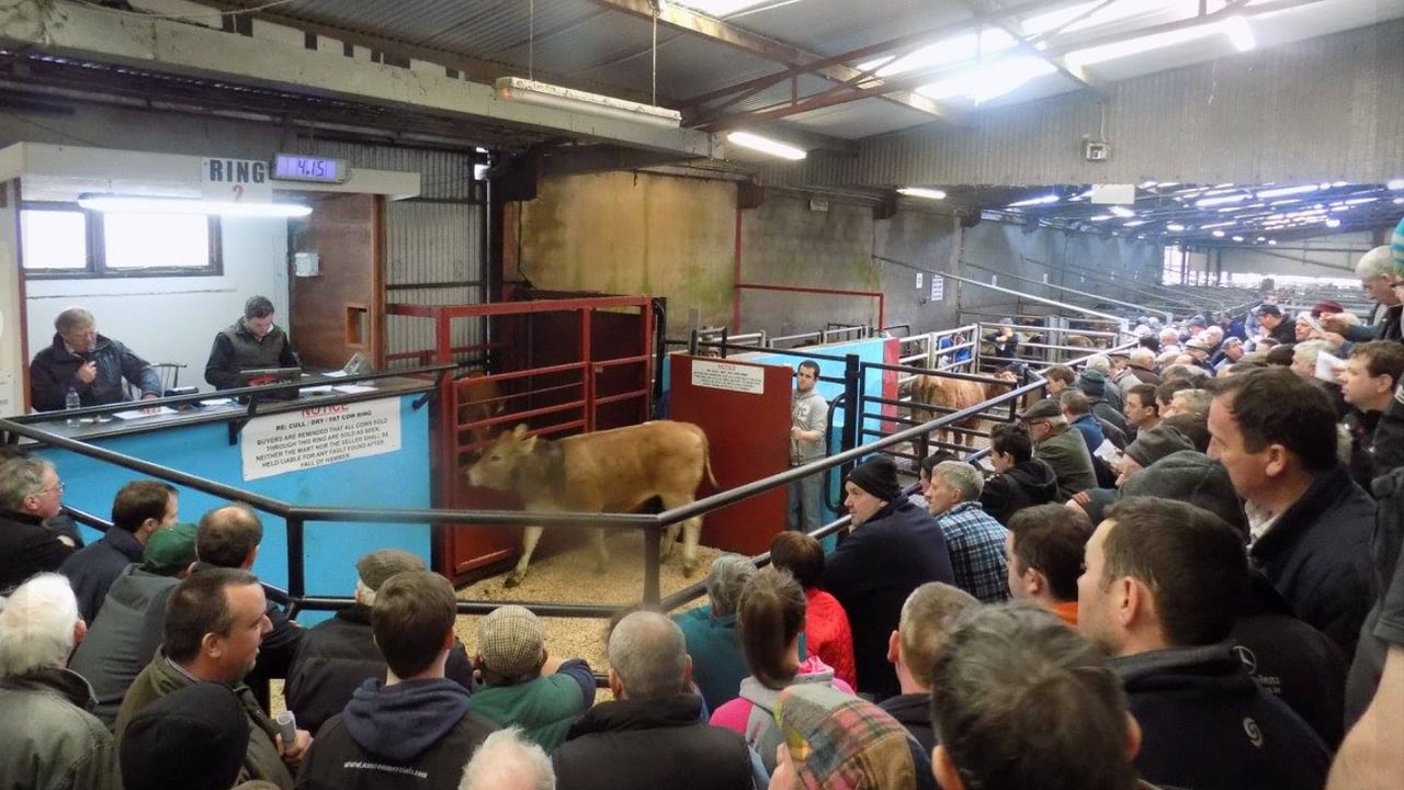 A full house at Ballybay Mart in pre-Covid times