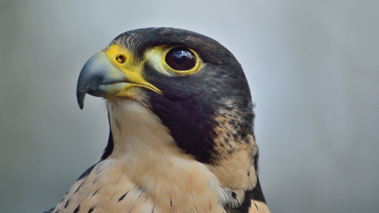 A case of avian inluenza has been confirmed in a peregrine falcon in Co. Galway