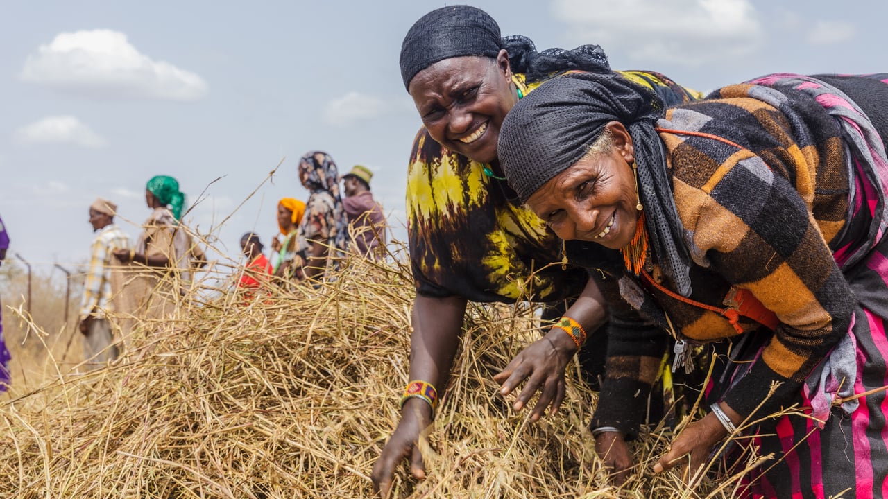 Fatuma Molu alongside Dima Boru from the Jaldesa Women’s Group with some of the fodder they have grown. T Image source: Norah Rotich