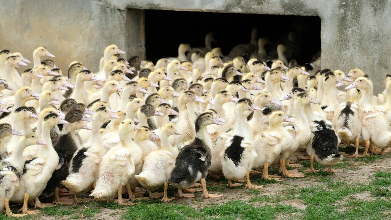 'Largest ever' bird flu outbreak in NI as two more cases suspected