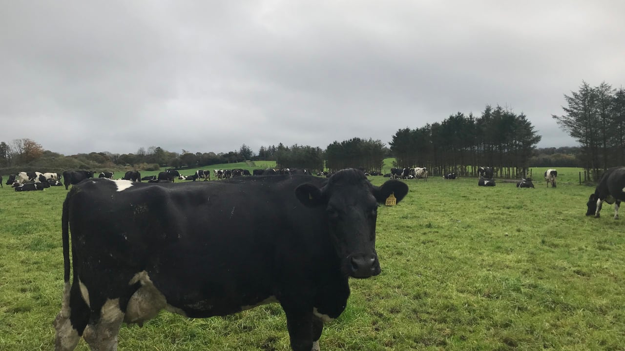 Have we comprised cow health for fertility?