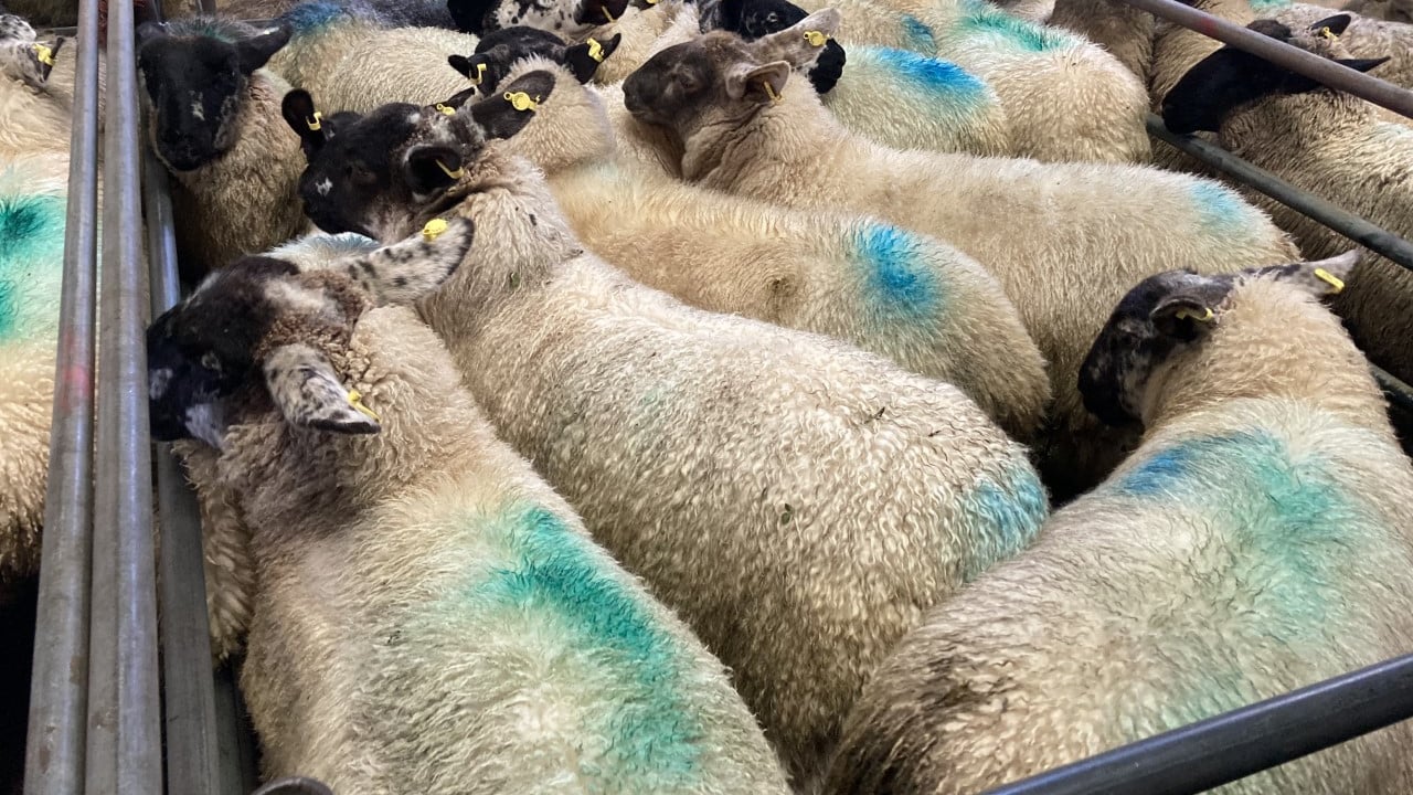 Buoyant trade drives lamb prices on 40c/kg to hit €7.40/kg