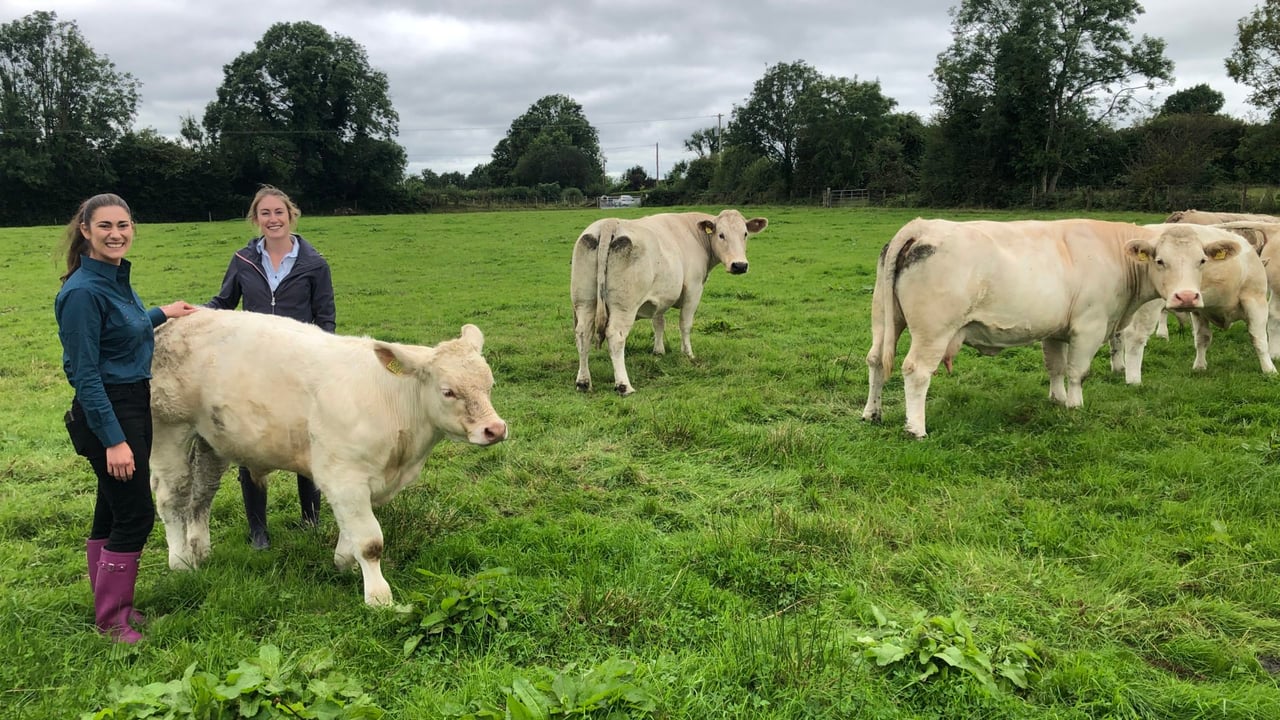 Beef Focus Revisit: Galway sisters producing prime suckler progeny