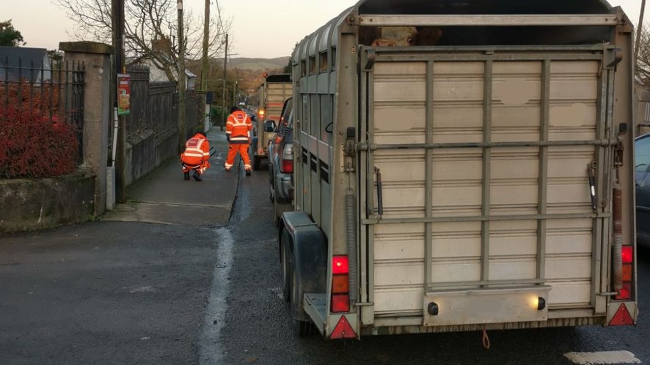 Gardaí rein in non-compliant cattle trailers