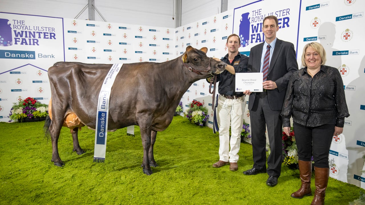 Clandeboye Tequila Cookie, the winner of the 2021 Royal Ulster Winter Fair interbreed championship