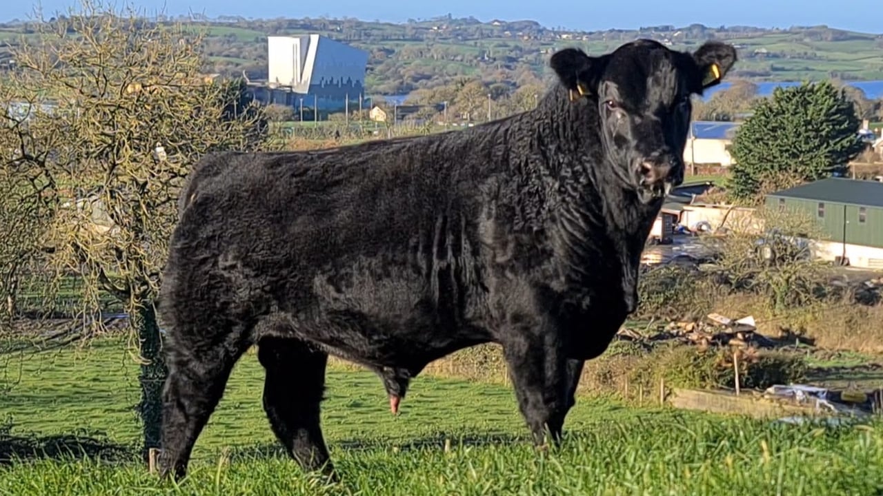 Lot 31: Lisduff Donny W862
