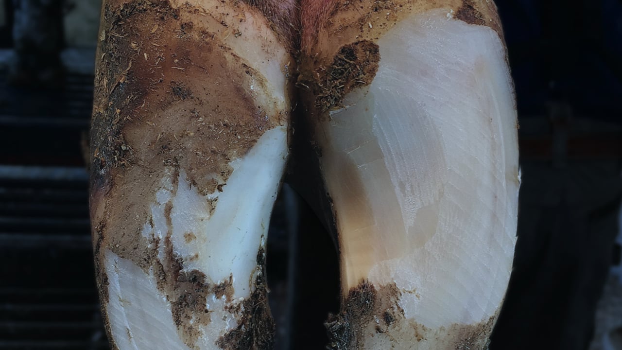 Developing a lameness control plan for your herd
