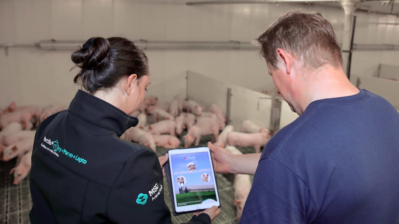 Staying connected with PorcilisPig App – Laura Boyd, MSD Animal Health and Trevor Robinson, manager at Malcom Keys Farms, Clogher, Co. Fermanagh. Picture: Cliff Donaldson