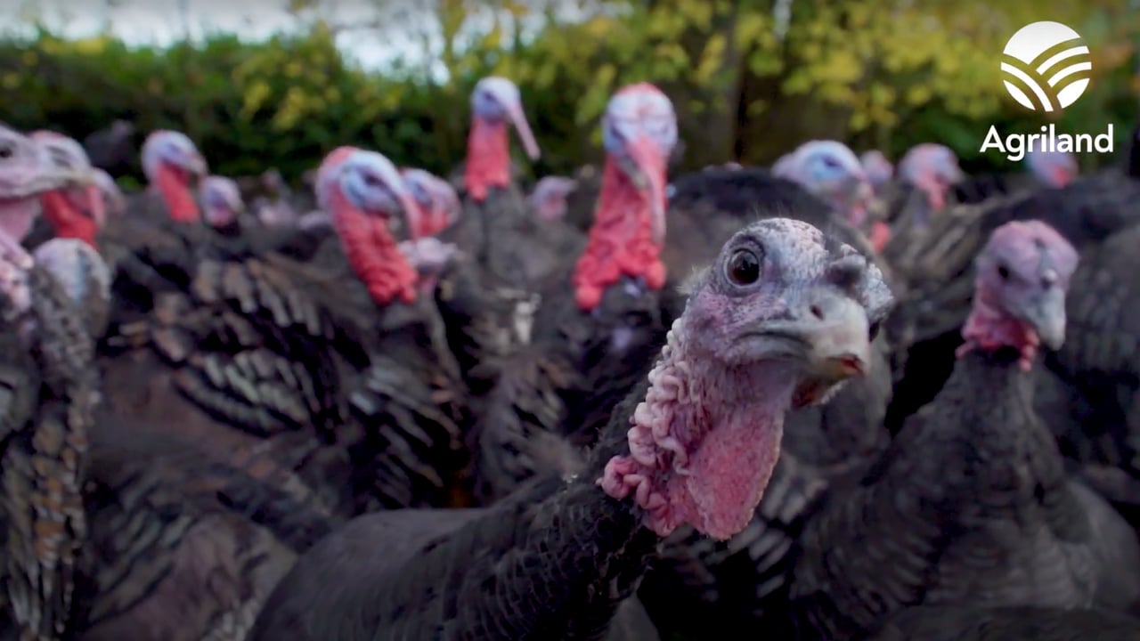 A tradition of rearing turkeys on Meath family farm