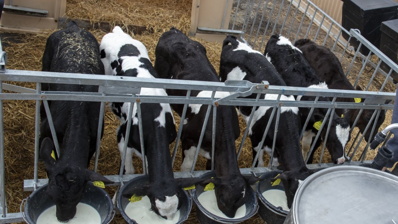 The next generation of follow-on calf milks