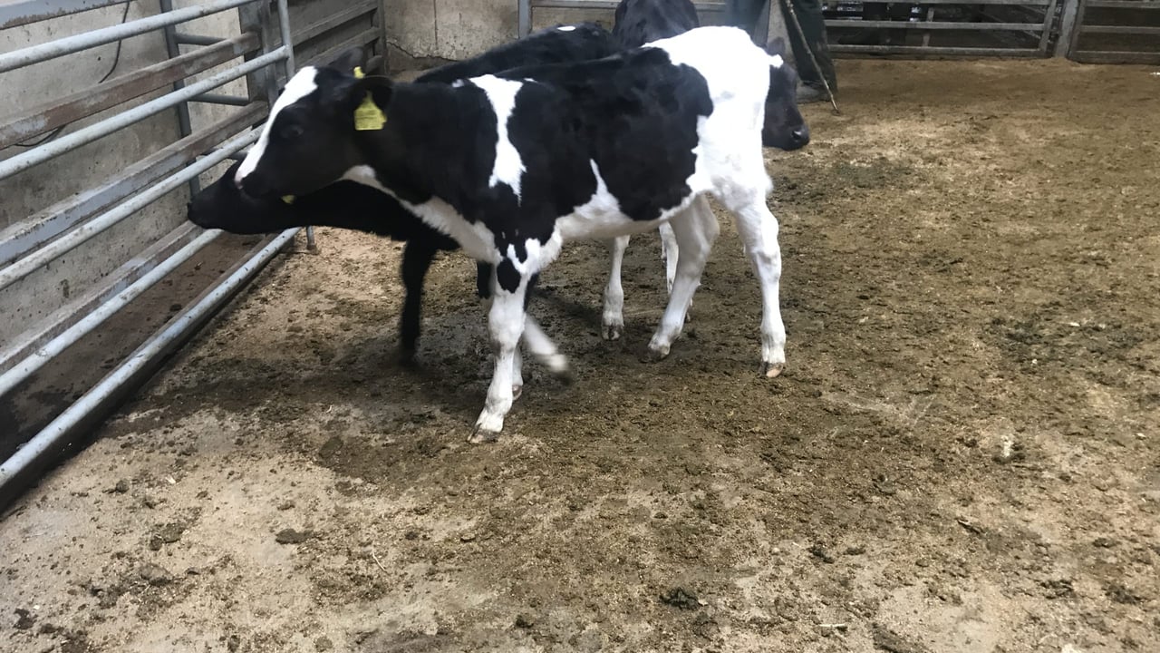 Friesian bulls making up to €130 at Bandon's calf sale