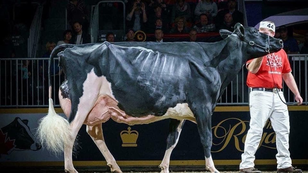 8,500gns achieved by Kerry breeders at Black and White sale