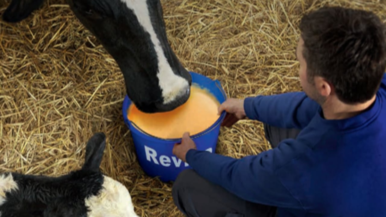 Post-calving 'energy drink' for dairy cows
