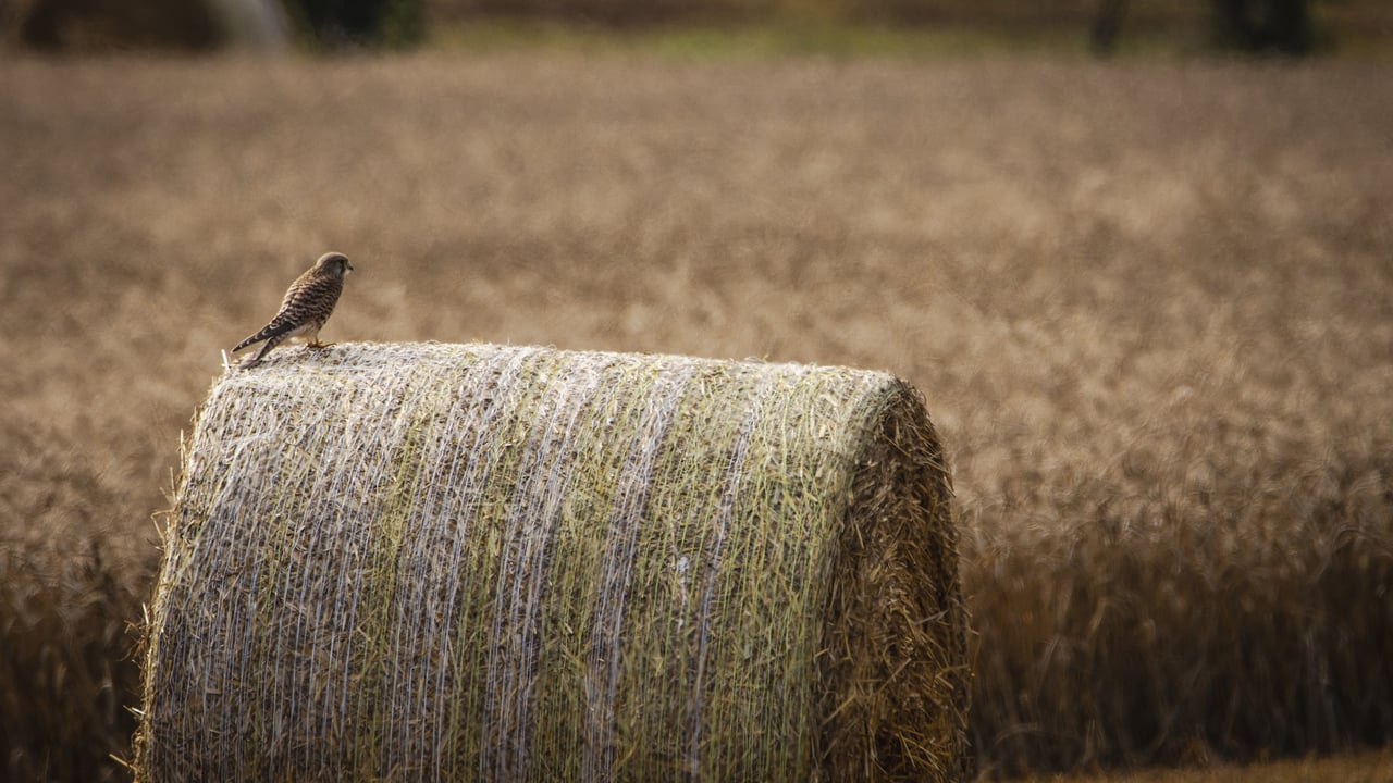 Baling Assistance Payment won't be reinstated for 2025