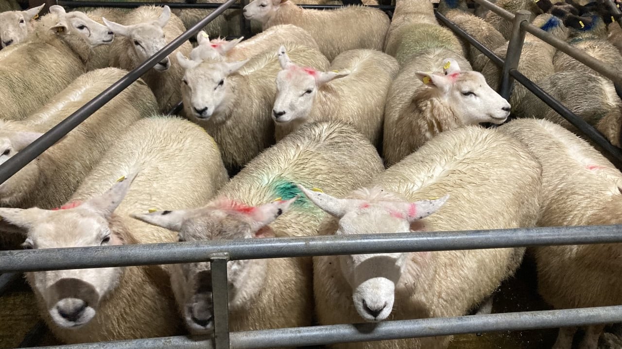 Northern sheep trade: Boost in lamb prices