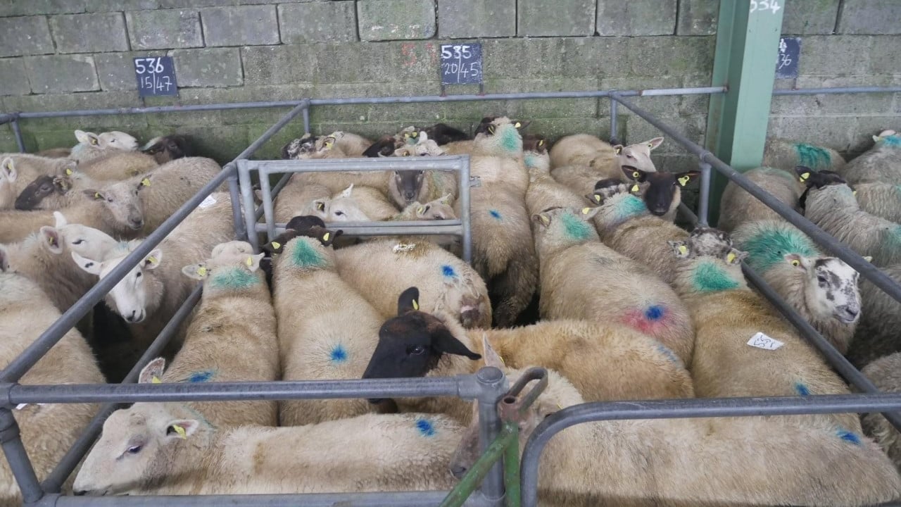 Image source: Blessington Mart