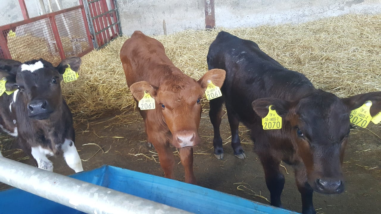 Putting hygiene at the centre of calf rearing protocols
