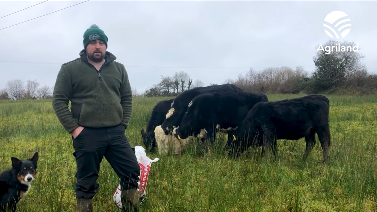 Beef Focus: Leitrim Macra chair's Drumkeerin suckler farm