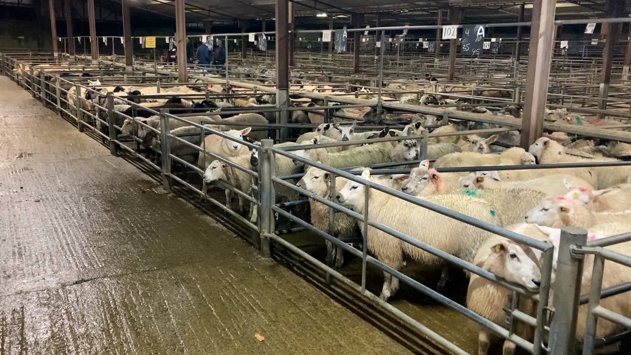 Tuam Mart defers first sheep sale of 2022 due to Covid-19