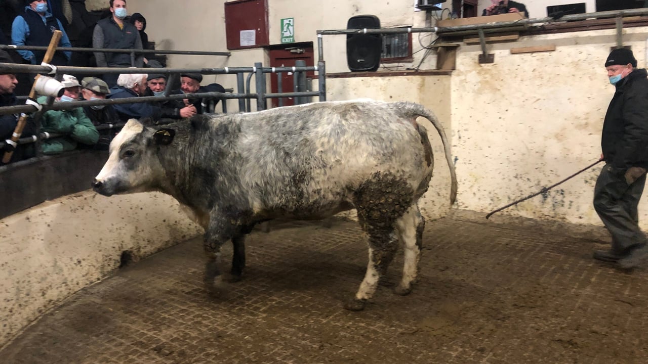 Lot 825: Top priced in-calf heifer at the special sale at Carrigallen Mart