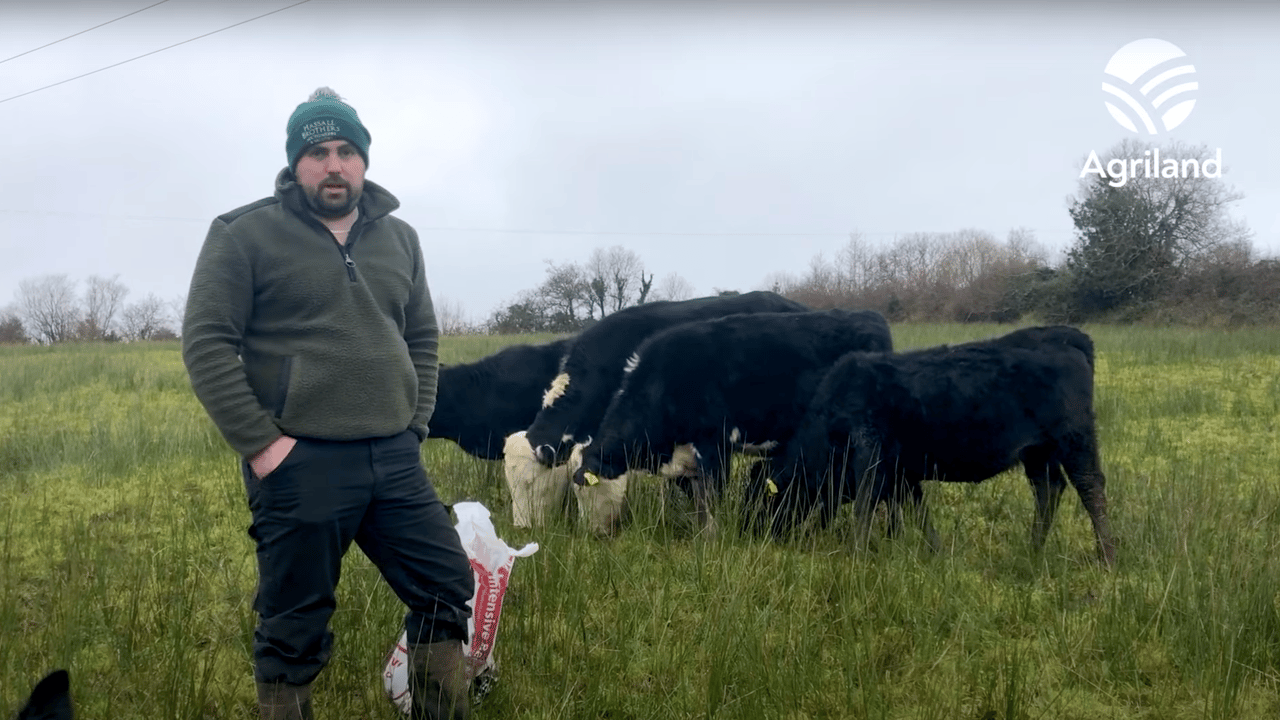 Beef Focus: Leitrim Macra chair's Drumkeerin suckler farm