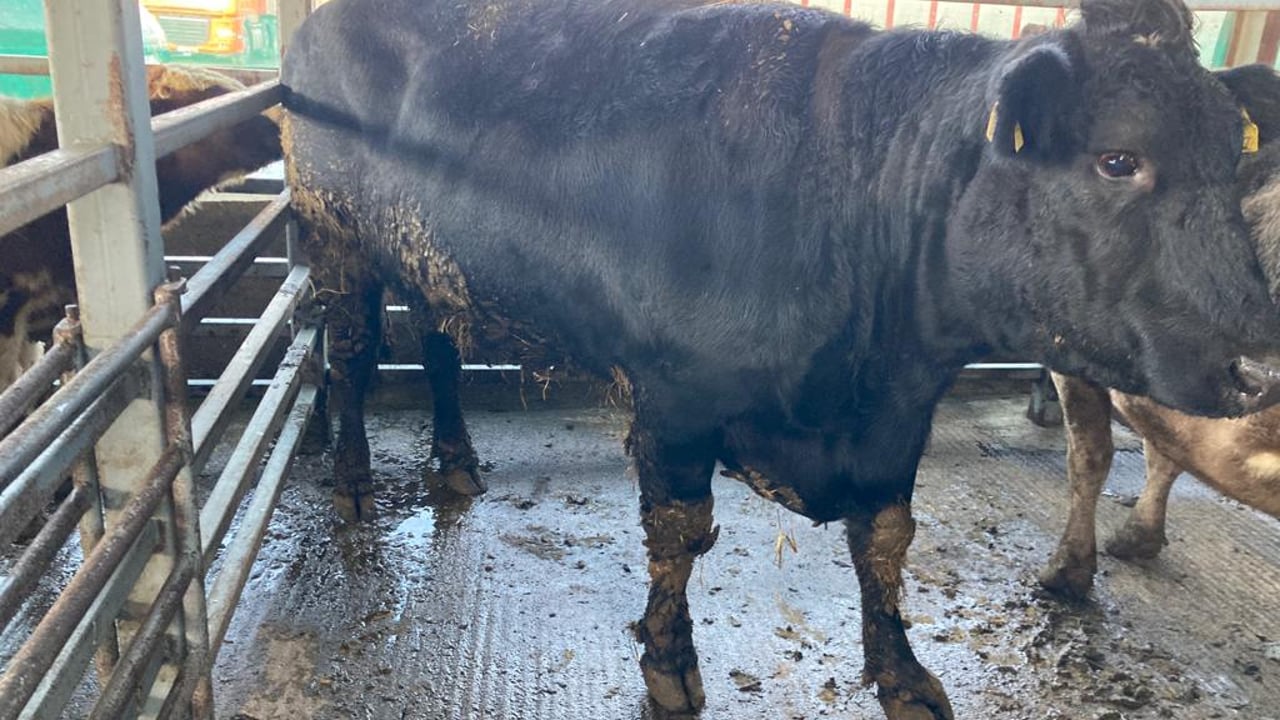 This 810kg Angus cow made €1,990 or