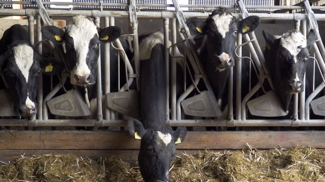 Understanding the risk of milk fever this calving season