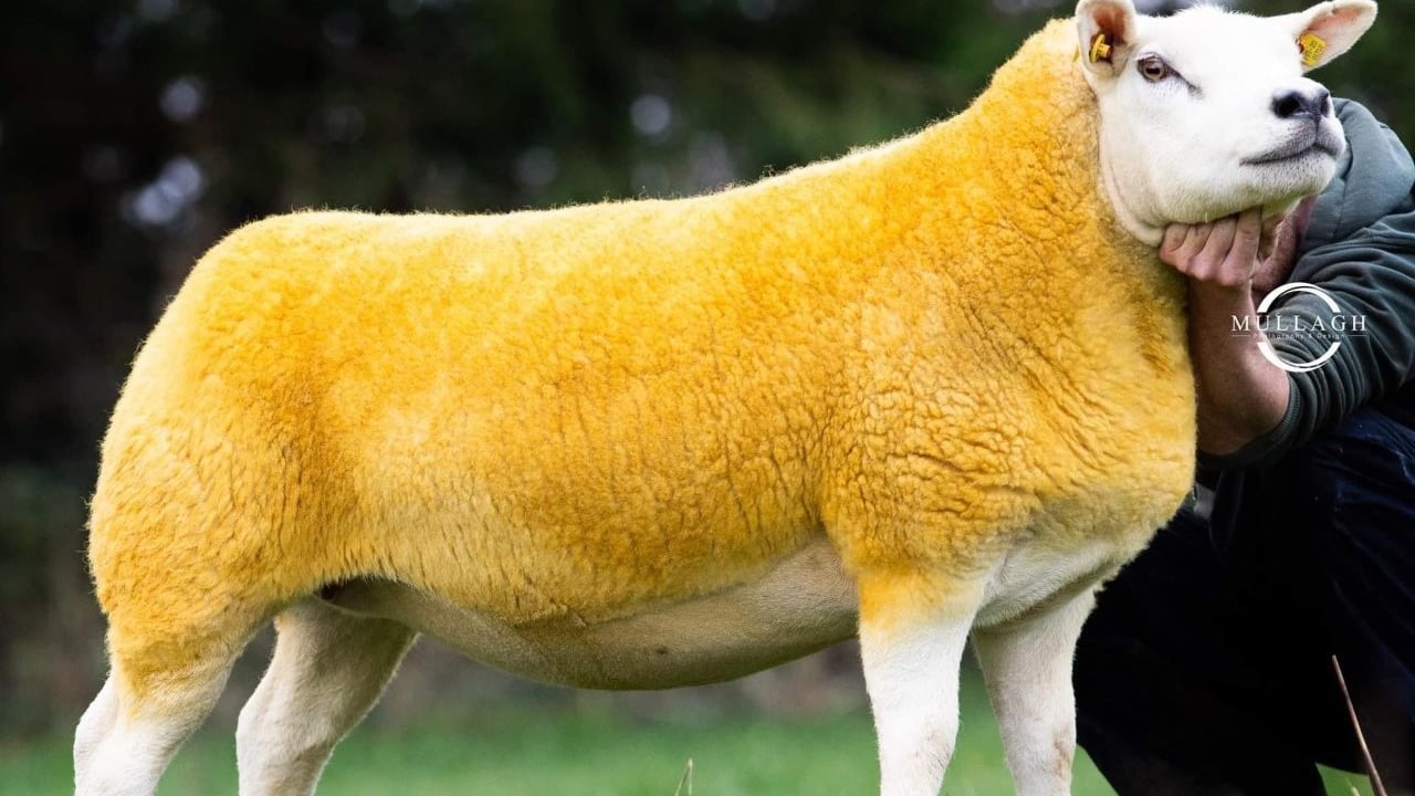 Lot 28 that sold for €3,250. Image source: Mullagh Photography and Design 