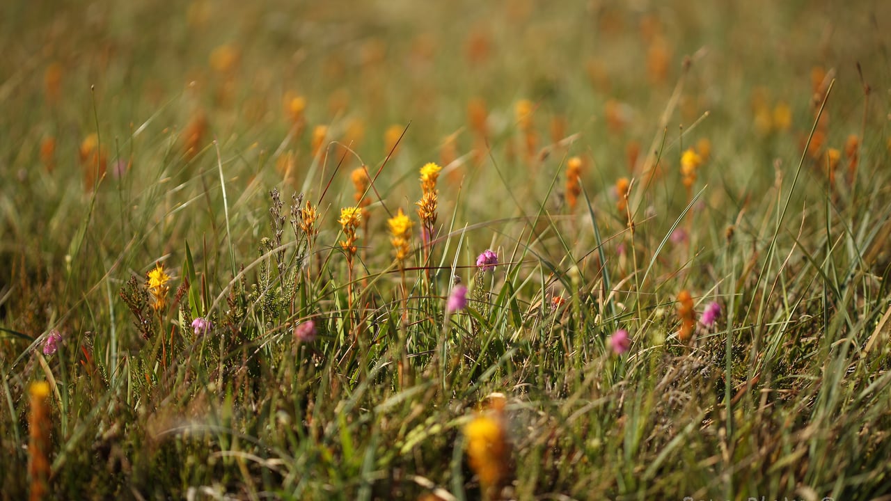 Bog Asphodel Image Source: Rena Blake