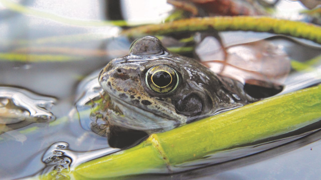 The Common Frog. Image source: Tristram Whyte, IPCC