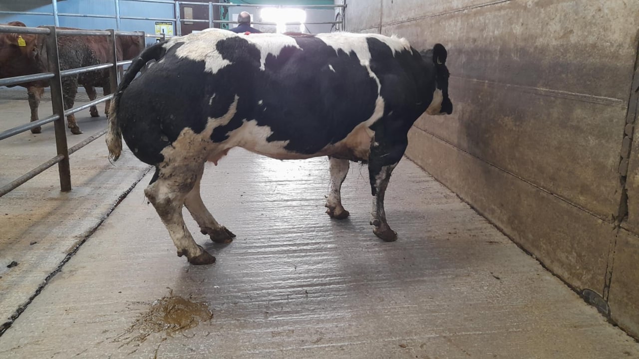 This Belgian Blue cow weighing 890kgs sold for €3,300 or €3.70/kg