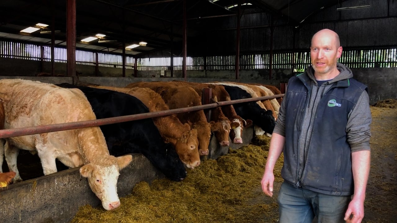 Split-calving strategy on 85-cow Kiltegan farm