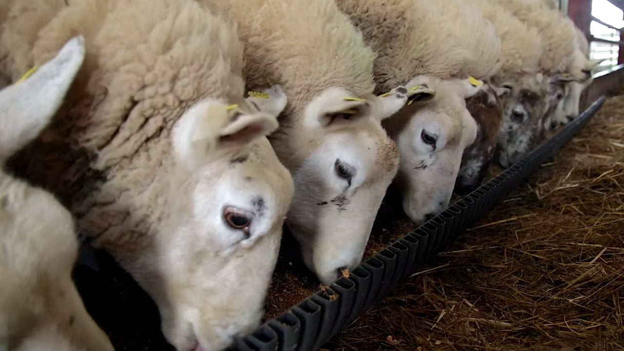 Ewe management during the weaning period on farms