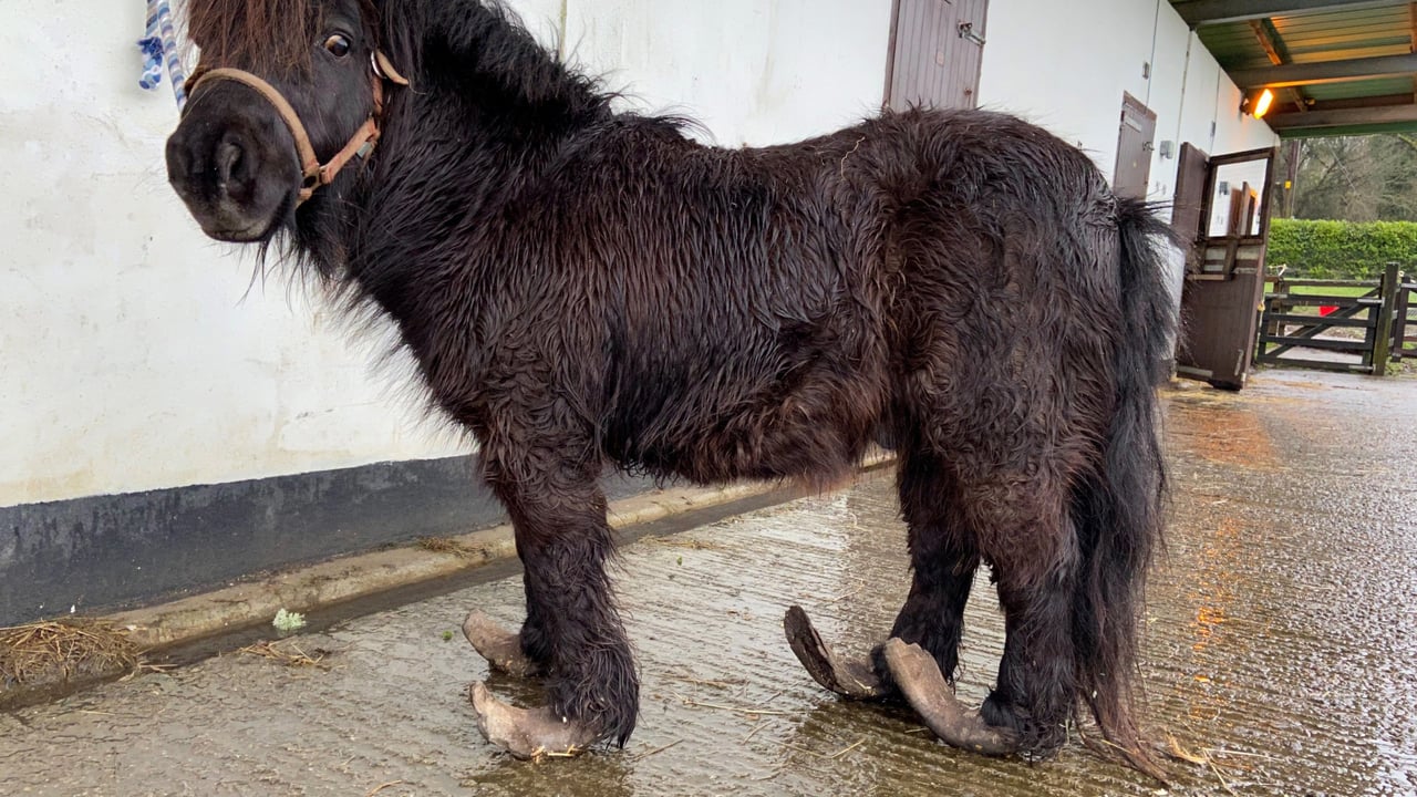 Image Source: ISPCA