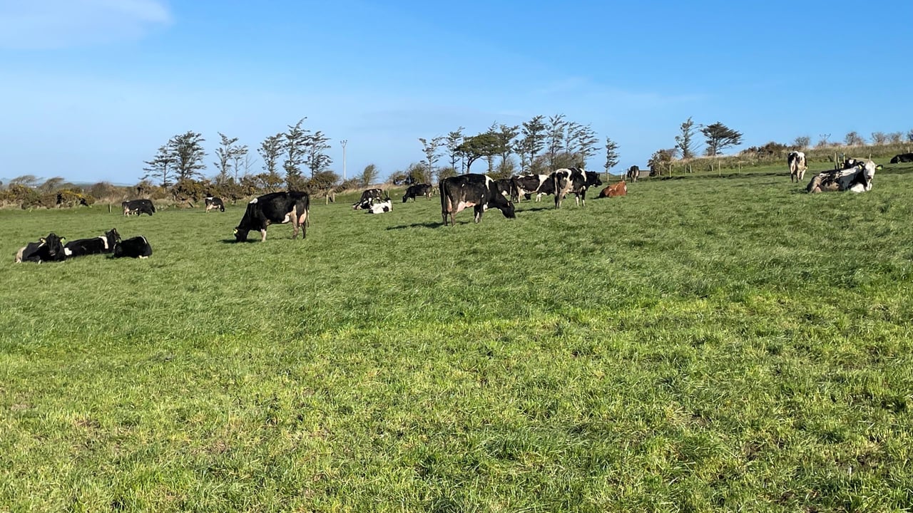 Challenging grazing conditions for those still at grass