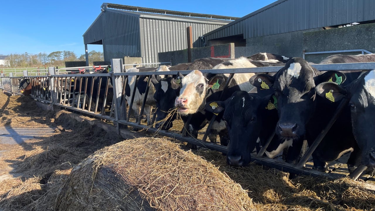 Dry period: Grouping cows to monitor BCS
