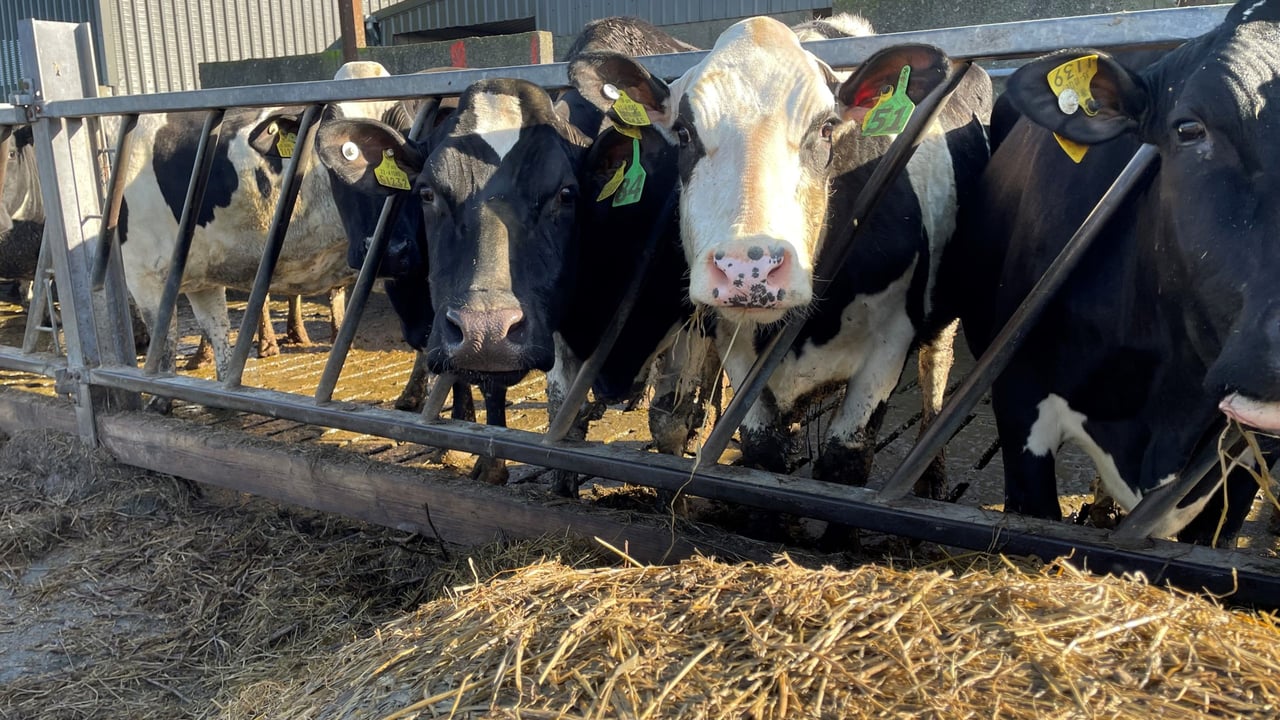 The importance of monitoring body condition of cows post calving