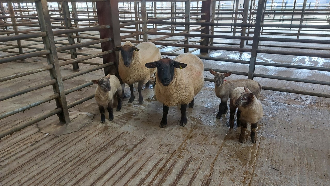 Two full-mouthed ewes with three lambs at foot sold for €257/unit