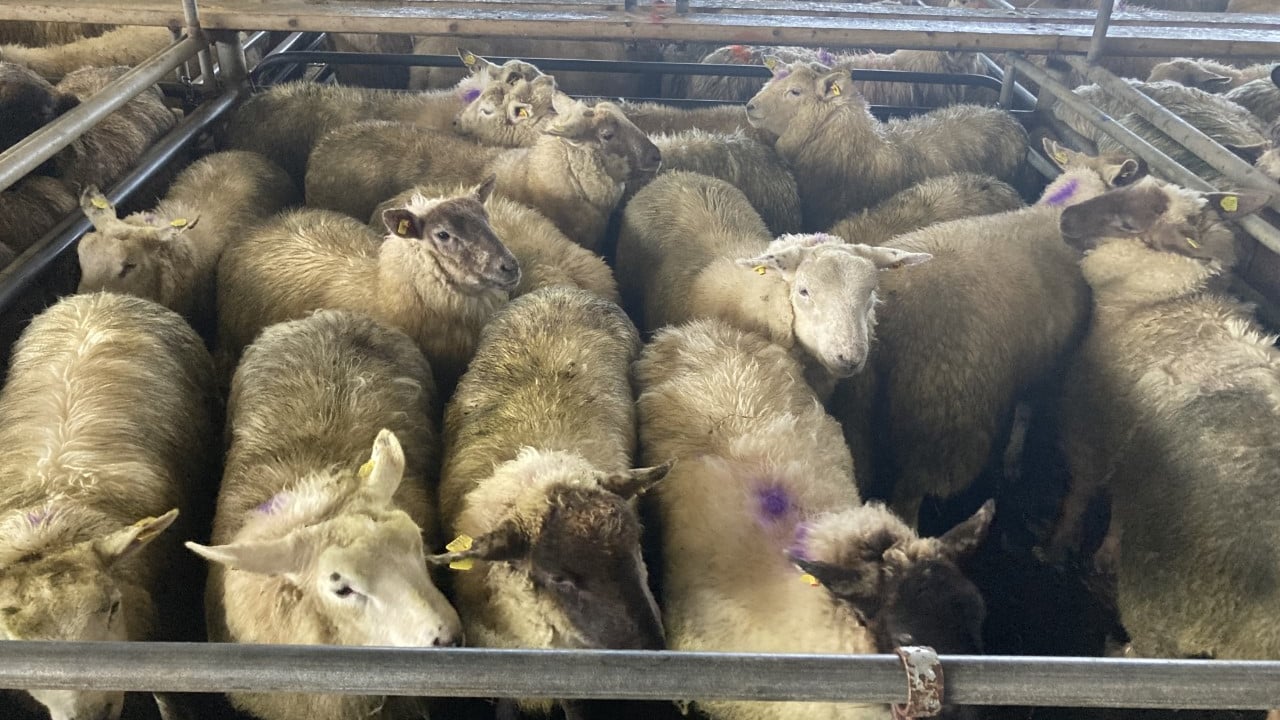 Pics and prices: Lamb prices to €162/head at Athenry