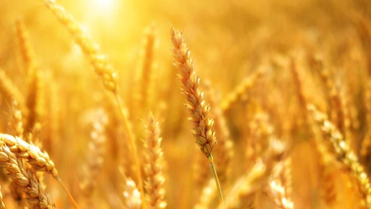 IPES: Sustainable solutions readily available for food systems