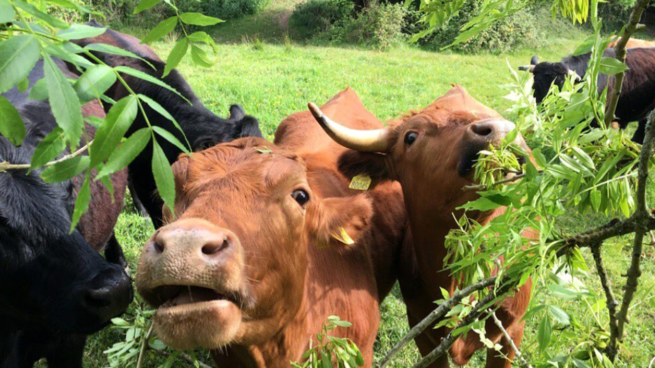 Agroforestry to benefit farmers and help achieve environmental targets