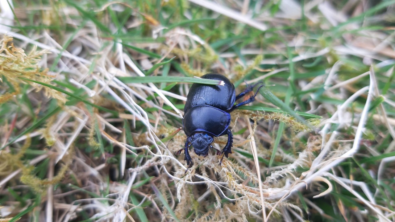 Dung beetle