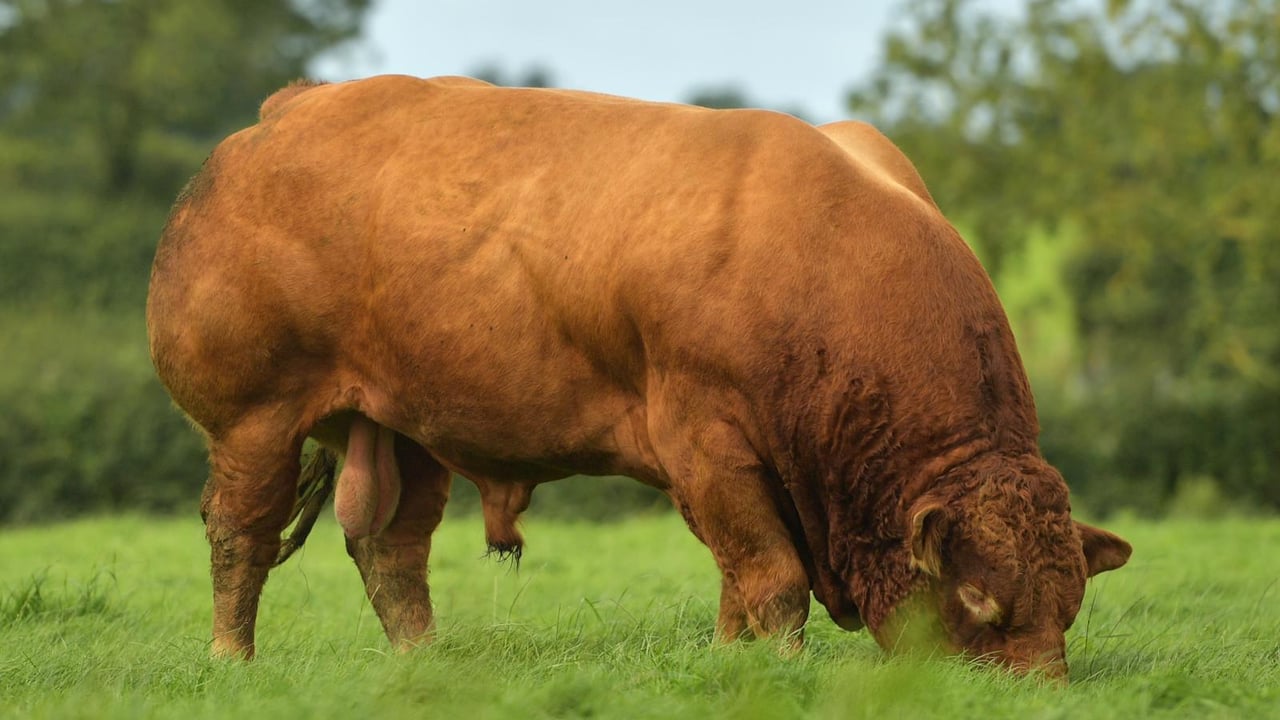 Elphin Mart to host Premier Limousin Bull Show and Sale